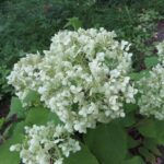 White 'Annabelle' hydrangea flowers
