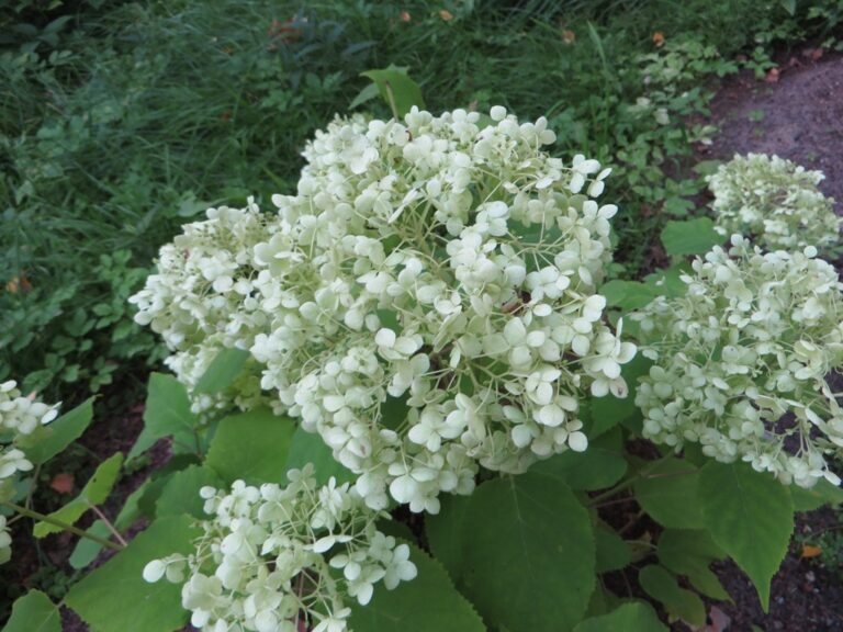 White 'Annabelle' hydrangea flowers